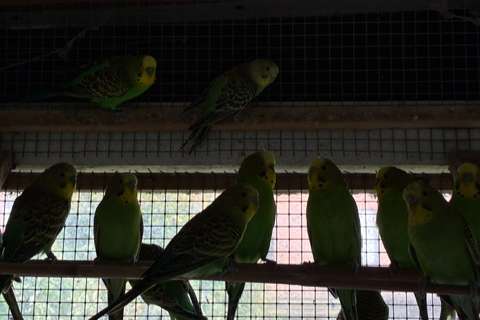 budgies - groene kleurgrasparkietjes