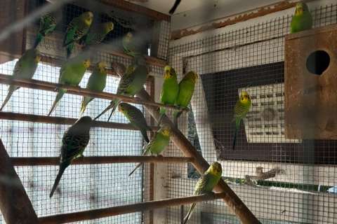 budgies - groene kleurgrasparkietjes
