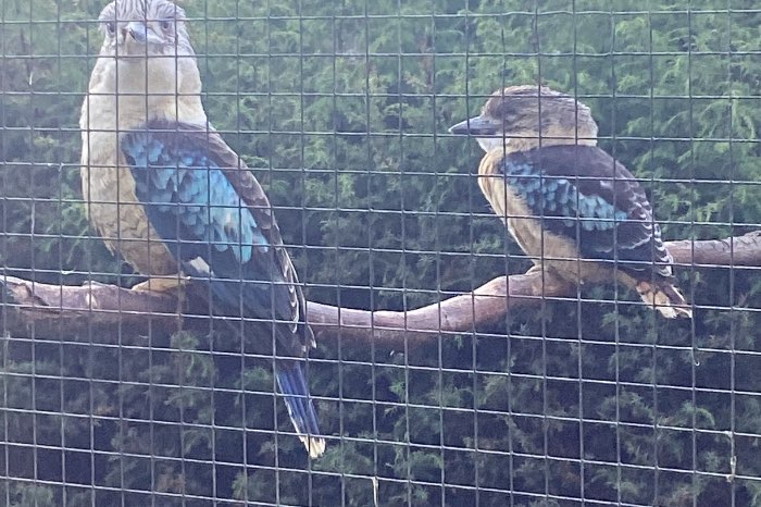 blauw vleugel kookaburra