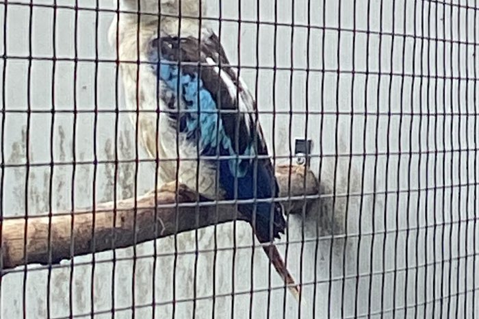 blauwvleugel kookaburra s