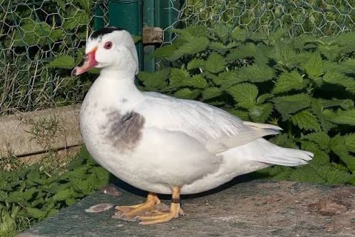 carolina harlequin