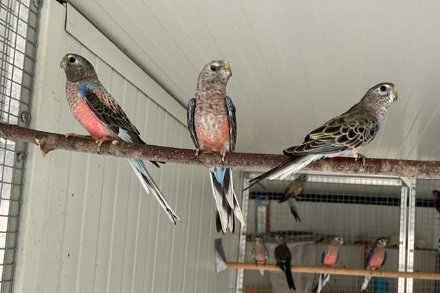 bourks