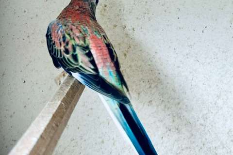 bourks