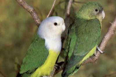 recherche inséparables à tête gris ( agapornis cana)
