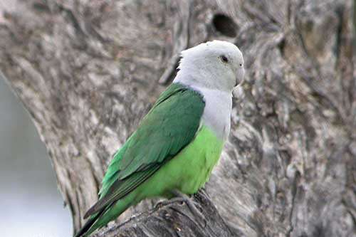recherche inséparables à tête gris ( agapornis cana)