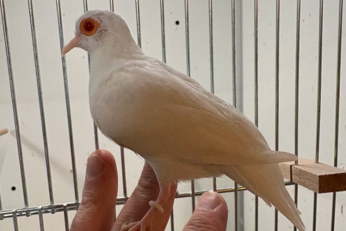 albino diamantduiven