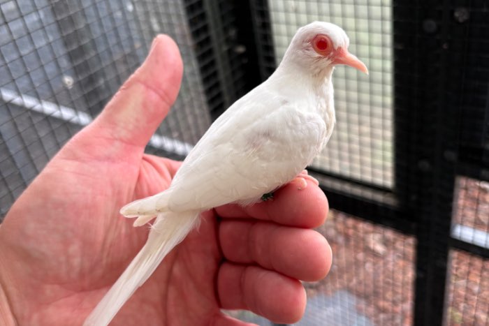 albino diamantduiven