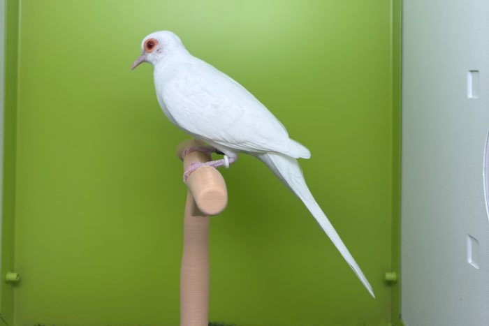 albino diamantduiven