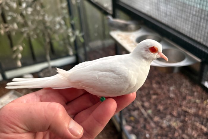 albino diamantduiven
