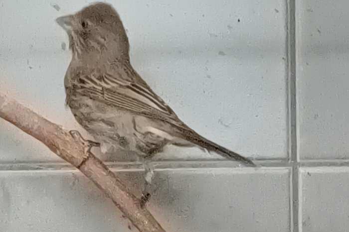 grote roodmus (carpodacus rubicilla)