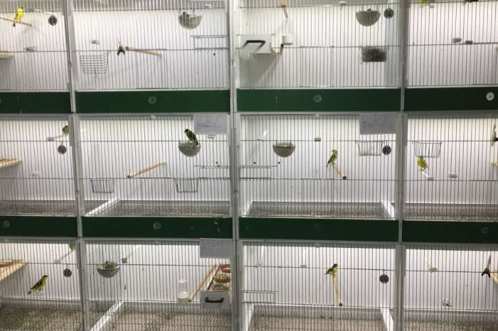 led installatie op maat voor uw vogelkooi(en)