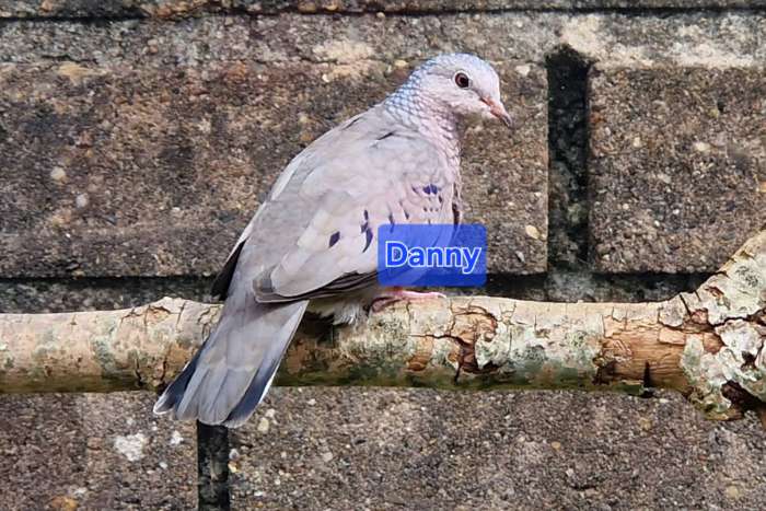 musduifjes (columbina passerina)