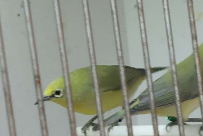 zosterops senegalensis