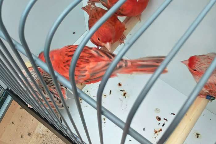 rood agaat topaas kanaries
