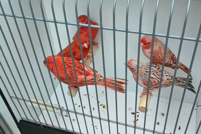rood agaat topaas kanaries