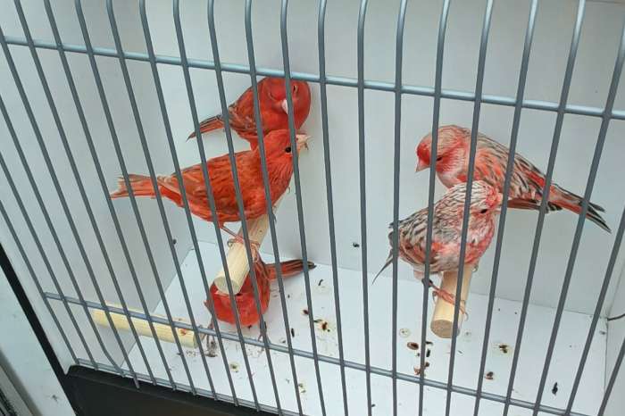rood agaat topaas kanaries