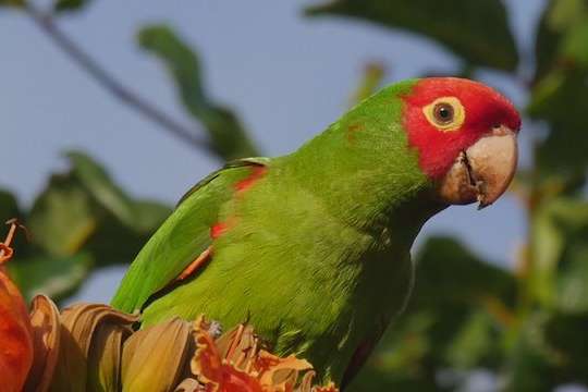 psittacara erythrogenys