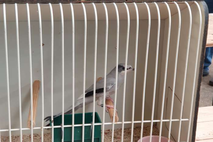 seidenwürger (hypocolius ampelinus)