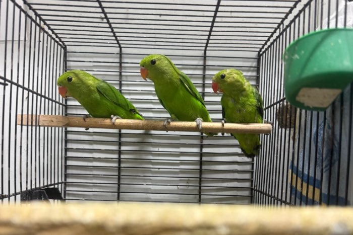 te koop 0-3 agapornis tarantas.