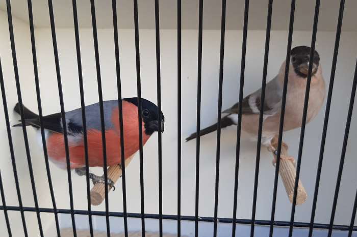 koppel noorse goudvinken topaas van 2025