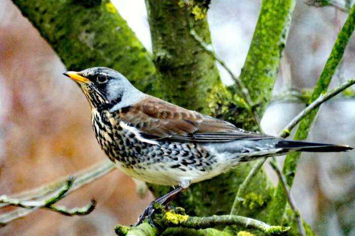 gezocht kramsvogel  turdus pilaris