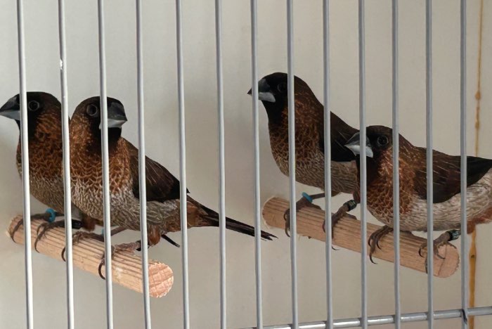 spitsstaart bronzenman koppels