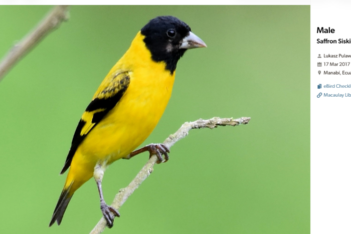carduelis siemiradskii, saffraansijs