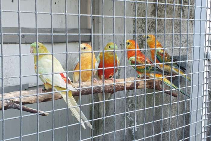 roodruggen