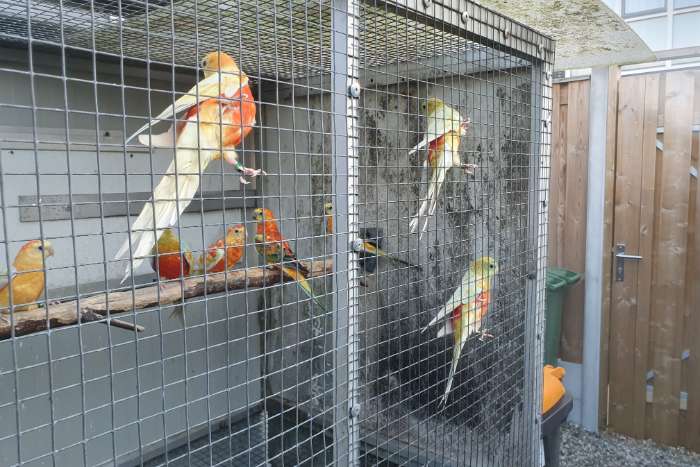roodruggen