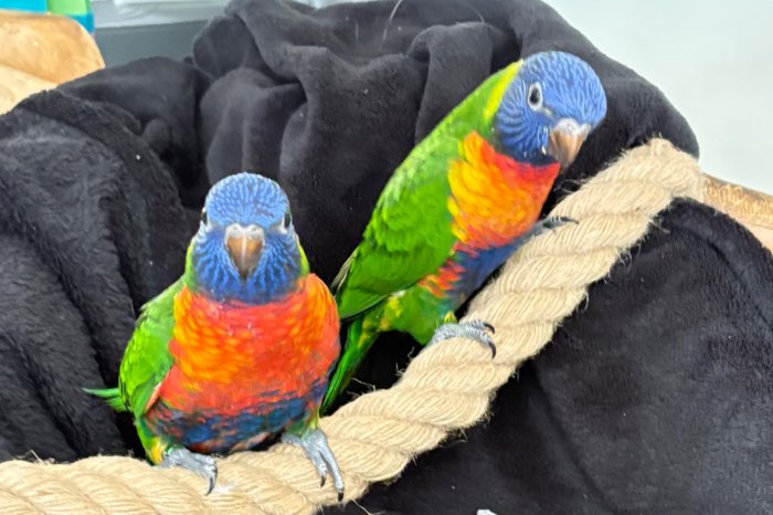 2loris