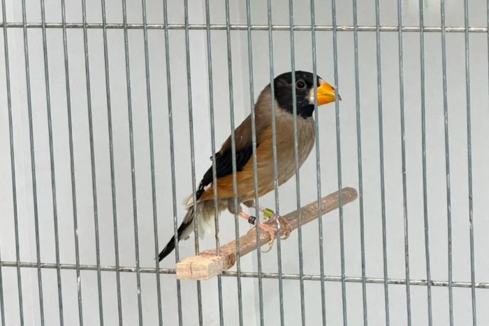 chineese appelvink