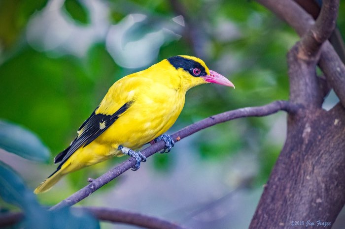 3-2 afrikaanse wielewaal (oriolus auratus)