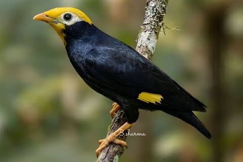 3-2 kroonmaina (ampeliceps coronatus)