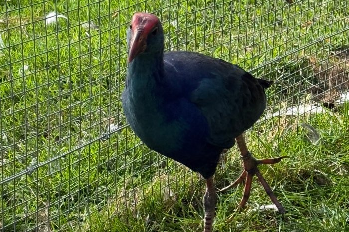 purperkoet