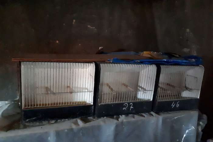 materialen om kanaries/vogels te kweken