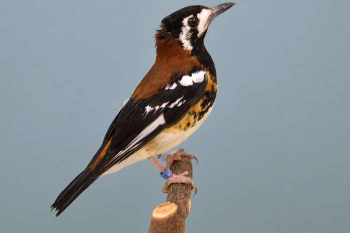 kastanjeruglijster