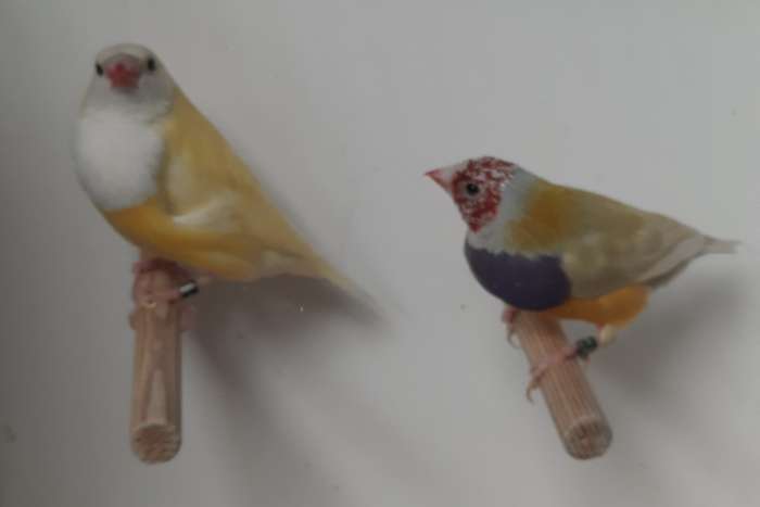 gouldamadines