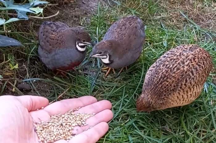 chinese dwergkwartel hanen 2026 (natuurbroed + tam)