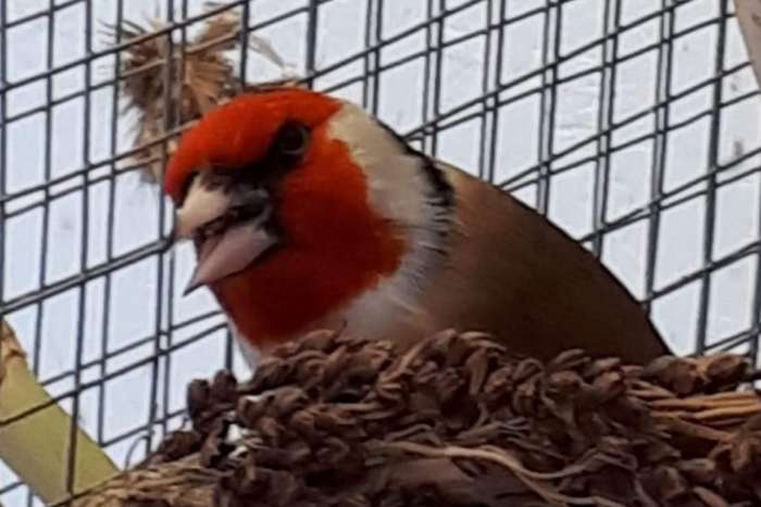 grootste europese cultuurvogelshow van nederland