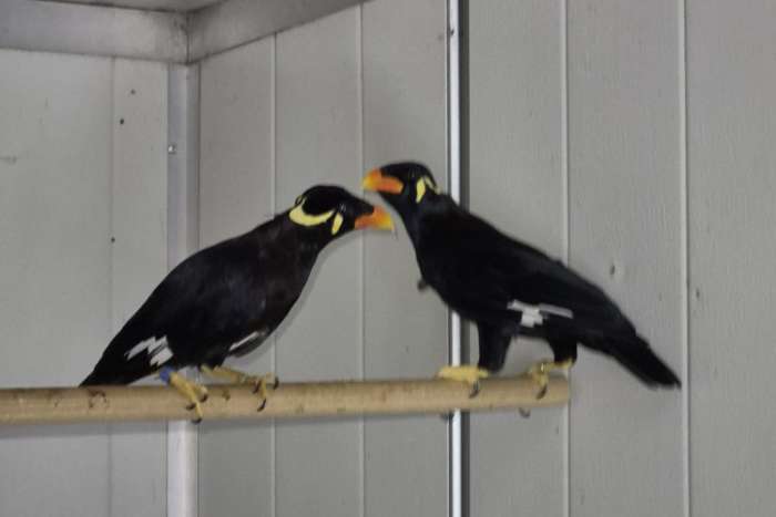 1-1 grote beo's (gracula religiosa)
