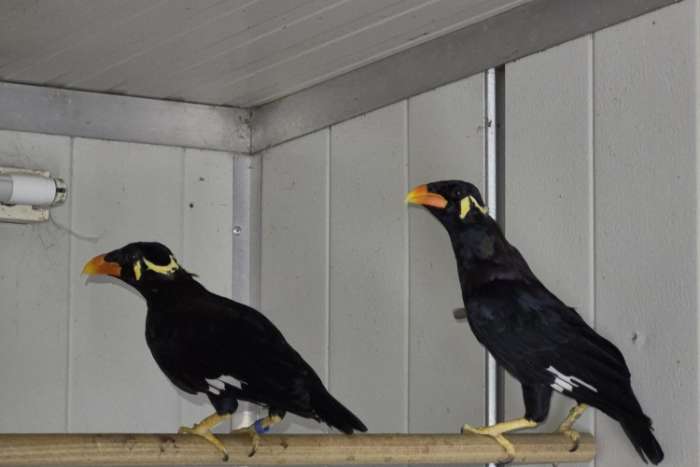 1-1 grote beo's (gracula religiosa)