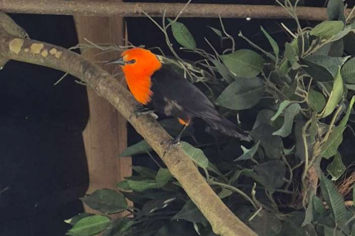 0-1 roodkop troepiaal (amblyramphus holosericeus)