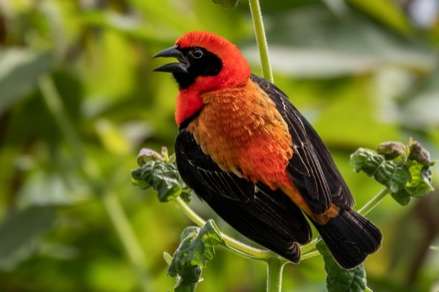 euplectes hordeaceus - the black-winged red bishop