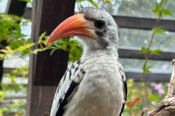 tockus erythrorhynchus rotschnabeltoko