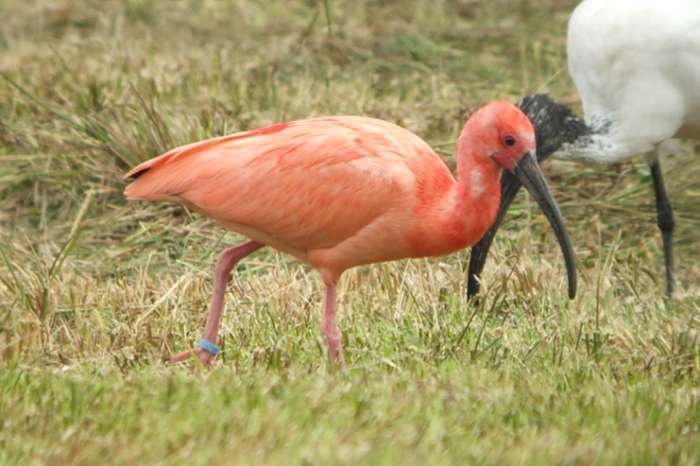 kweek 2026 rode ibis
