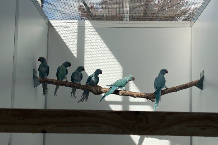 ringnecks