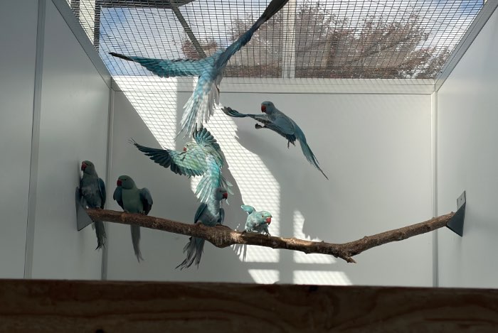 ringnecks