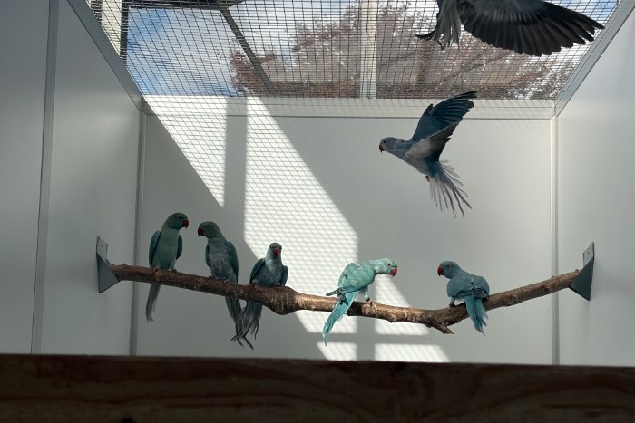 ringnecks