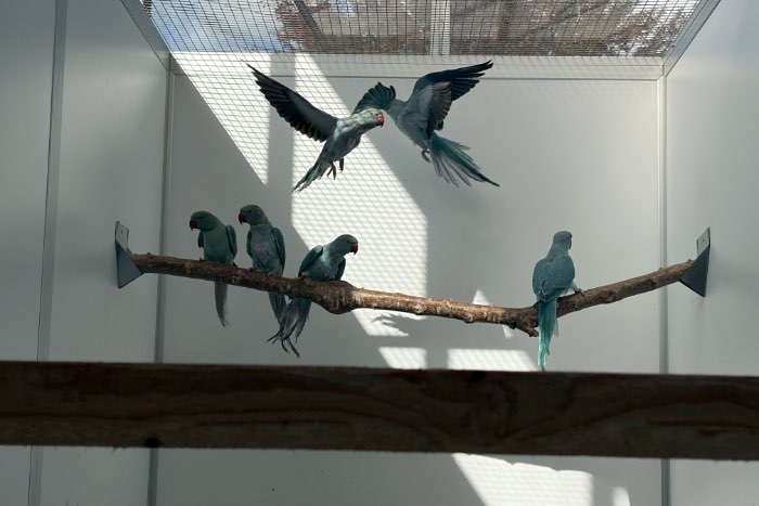 ringnecks