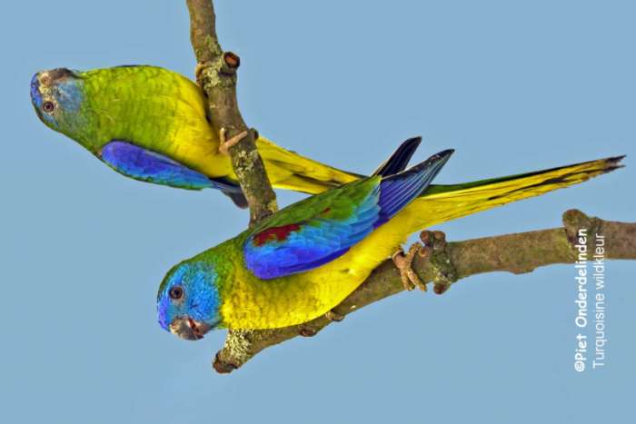 turquoisine parkieten